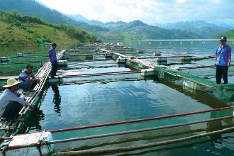 【技術(shù)分享】防止南美白對蝦大面積發(fā)病的九大絕招